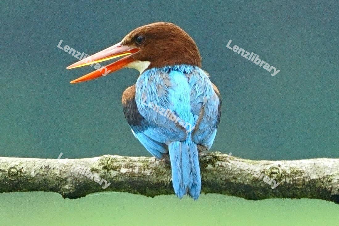 White-throated Kingfisher bird